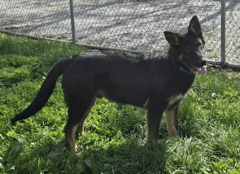 A baby large-sized male Black German Shepherd Dog dog named Falco for adoption in Keokuk, IA