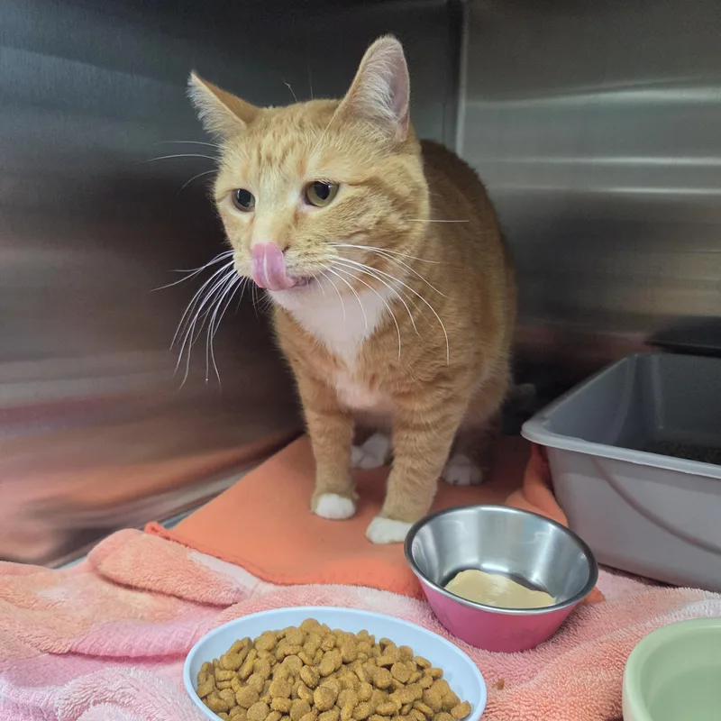 An adult large-sized female Domestic Short Hair cat named Lurleen for adoption in Brookings, SD