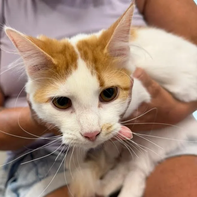 A young medium-sized female Orange / Red Domestic Long Hair cat named Pumpkin Pie for adoption in Kingman, KS