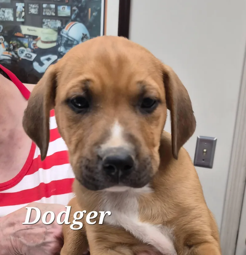 A baby medium-sized male Mixed Breed dog named Dodger for adoption in Cullman, AL
