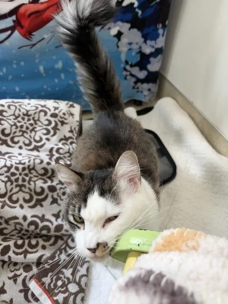 An adult large-sized female Domestic Medium Hair cat named Babs for adoption in Santa Rosa, CA