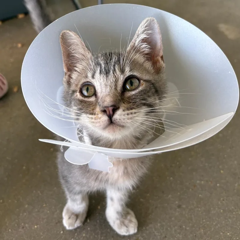 A baby small-sized female Gray / Blue / Silver Domestic Short Hair cat named Costa for adoption in Leander, TX