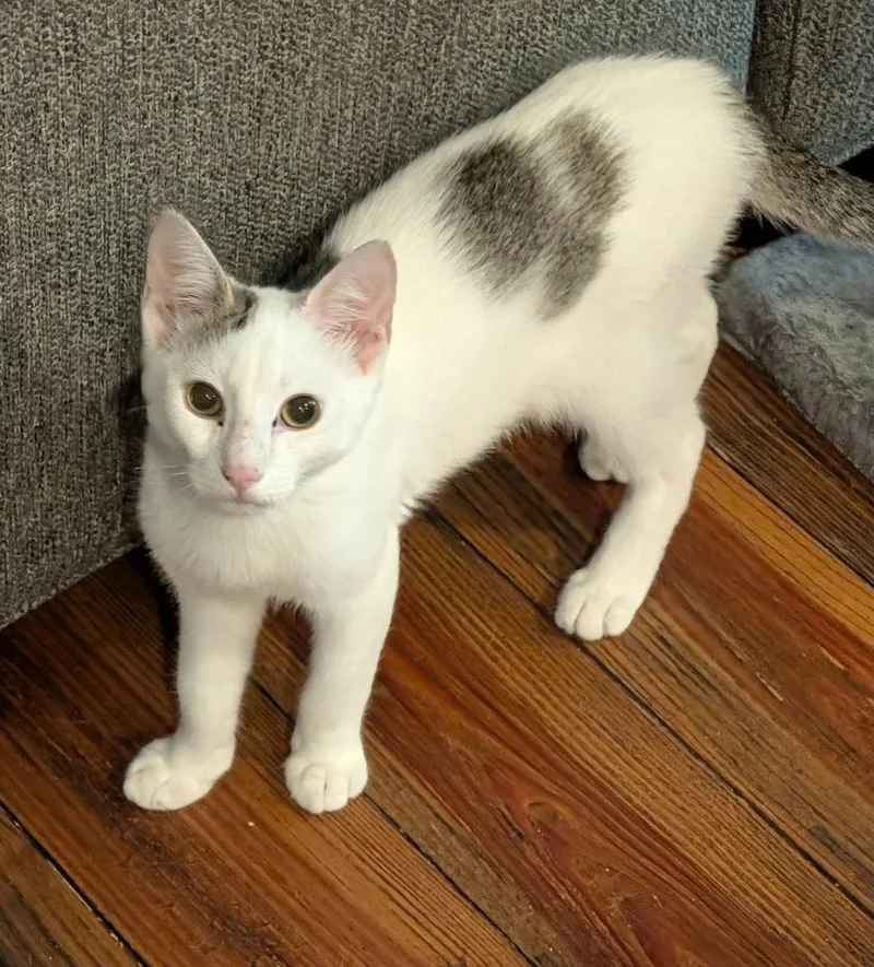 A baby medium-sized female Domestic Short Hair cat named Uno for adoption in Grovetown, GA
