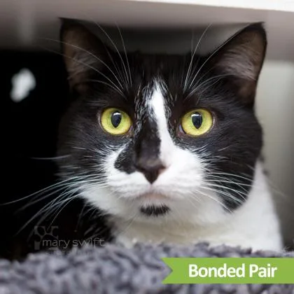 An adult large-sized female Black Domestic Short Hair cat named Roxie for adoption in Reisterstown, MD