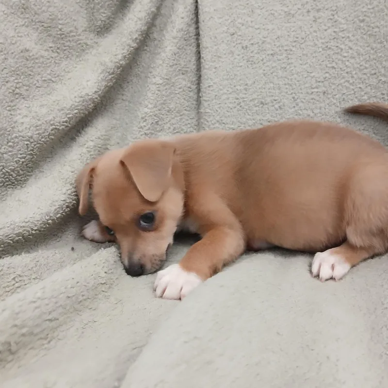 A baby small-sized female Apricot / Beige Chiweenie dog named Lacy for adoption in Lexington, KY