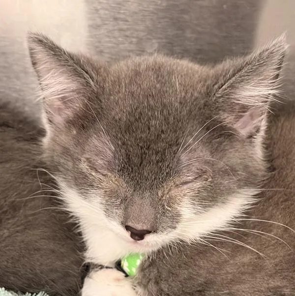 A baby medium-sized female Domestic Short Hair cat named Cream for adoption in Millersville, MD