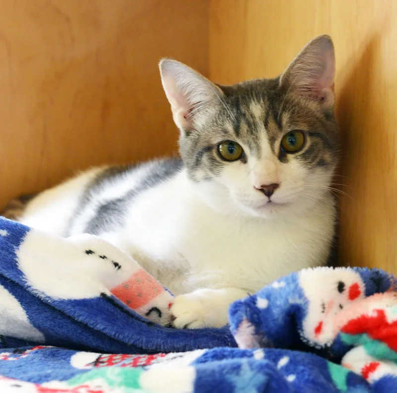A young medium-sized male Tabby (Gray / Blue / Silver) Tabby cat named Smaug for adoption in San Clemente, CA