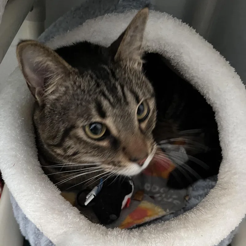 Tigger thumbnail 2