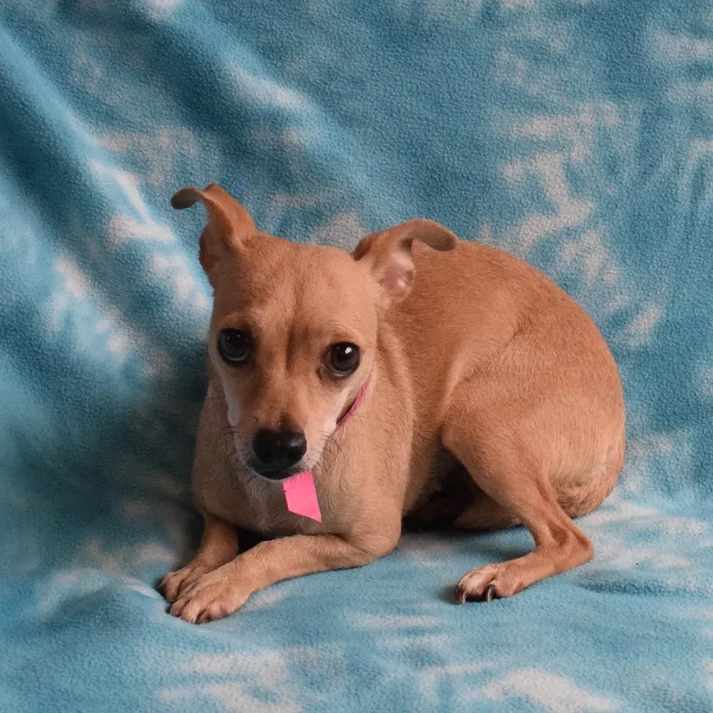 A young small-sized female Yellow / Tan / Blond / Fawn Chihuahua dog named Ruby for adoption in Eureka, CA