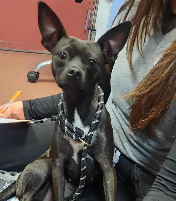 An adult large-sized female Chihuahua dog named Avery for adoption in Oakland, CA