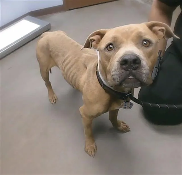 A young large-sized female Pit Bull Terrier dog named Latte for adoption in Phoenix, AZ