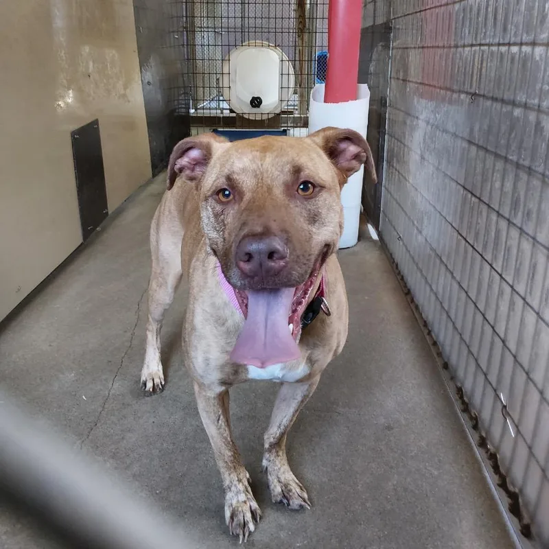 An adult medium-sized female Brindle Shepherd dog named Winnie for adoption in Mount Vernon, IN