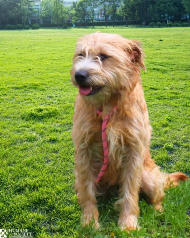 A young medium-sized female Terrier dog named Laney for adoption in Hagerstown, MD