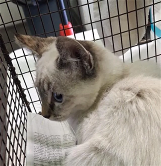 A baby medium-sized female Siamese cat named A for adoption in Los Angeles, CA
