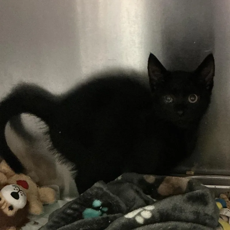 A baby small-sized male Black Domestic Short Hair cat named Sir Whiskers for adoption in Elizabeth City, NC