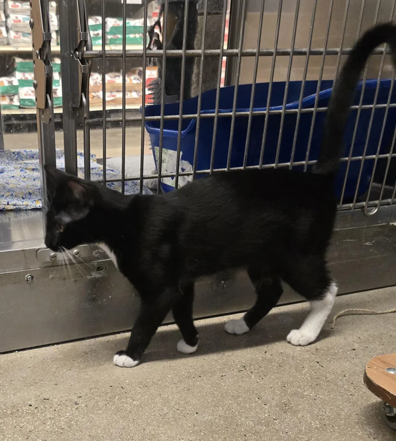 Turbo And Tux thumbnail 2