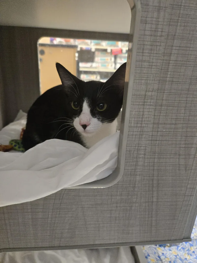 Turbo And Tux thumbnail 4