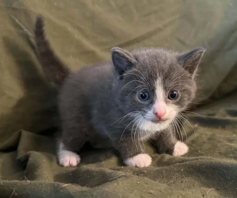 A baby medium-sized male Gray / Blue / Silver Domestic Short Hair cat named Orion for adoption in Ontario, NY
