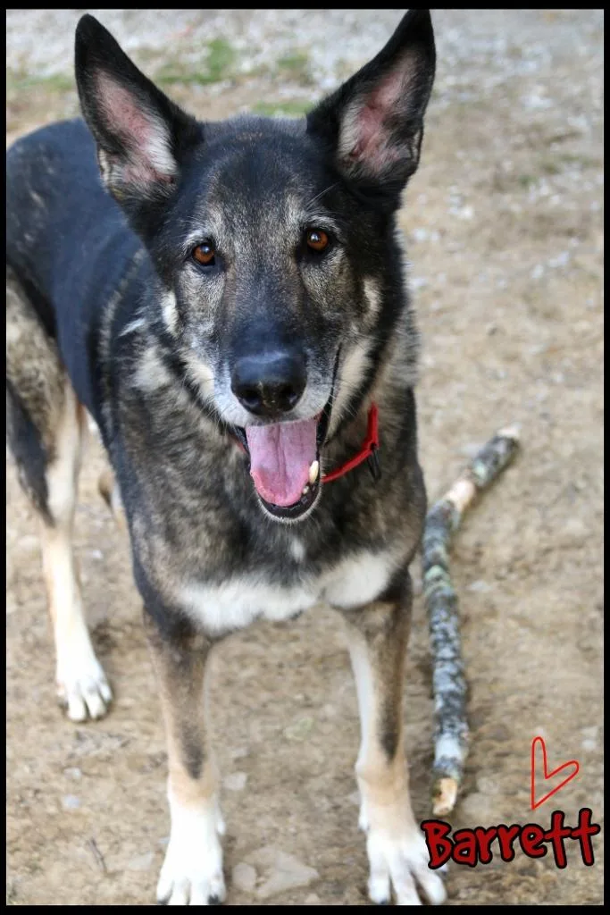 An adult large-sized male German Shepherd Dog dog named Barrett for adoption in Shippenville, PA
