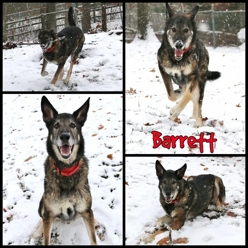 Barrett thumbnail 5