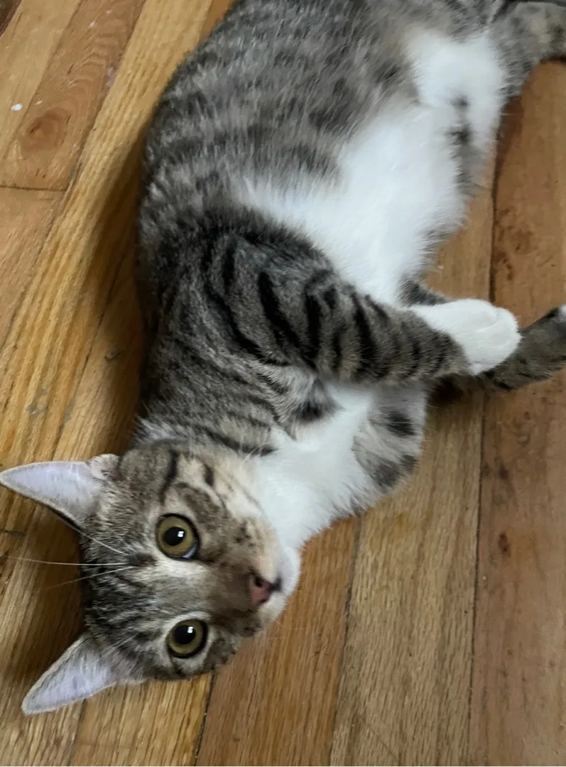 A baby medium-sized male Gray & White Domestic Short Hair cat named Arlis Indoor Only for adoption in Stockton, CA