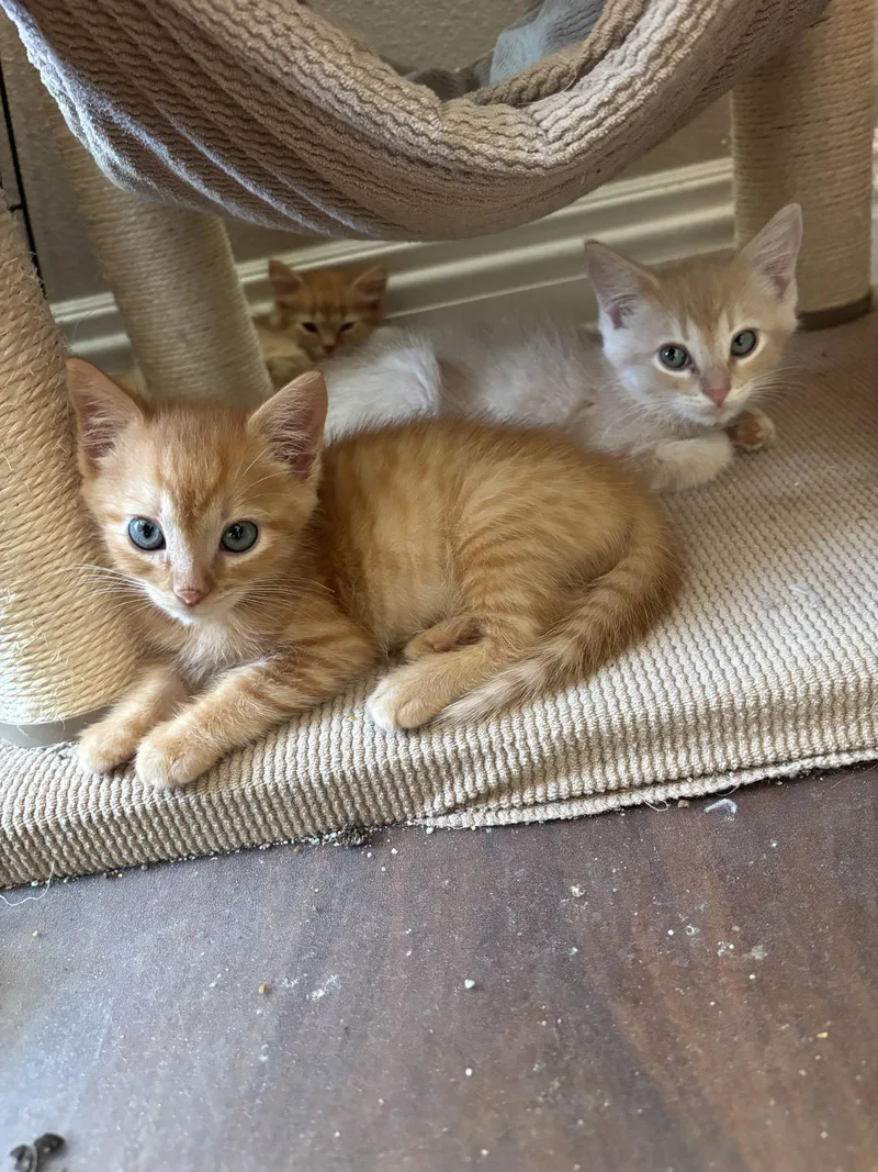 A baby medium-sized male Tabby (Orange / Red) Tabby cat named Santiago for adoption in Laguna Niguel, CA