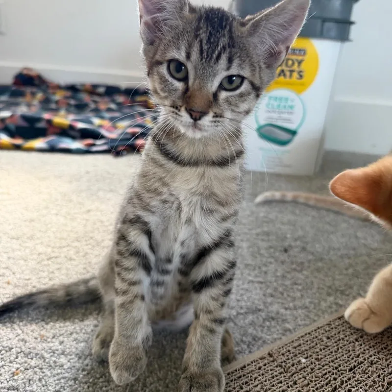 A baby small-sized female Brown / Chocolate Domestic Short Hair cat named Jolene Saunders for adoption in Eagle Mountain, UT