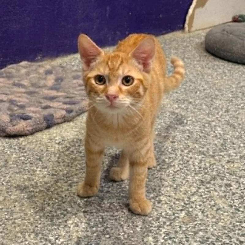A baby small-sized male Tabby (Orange / Red) Tabby cat named Freddy for adoption in Antioch, CA