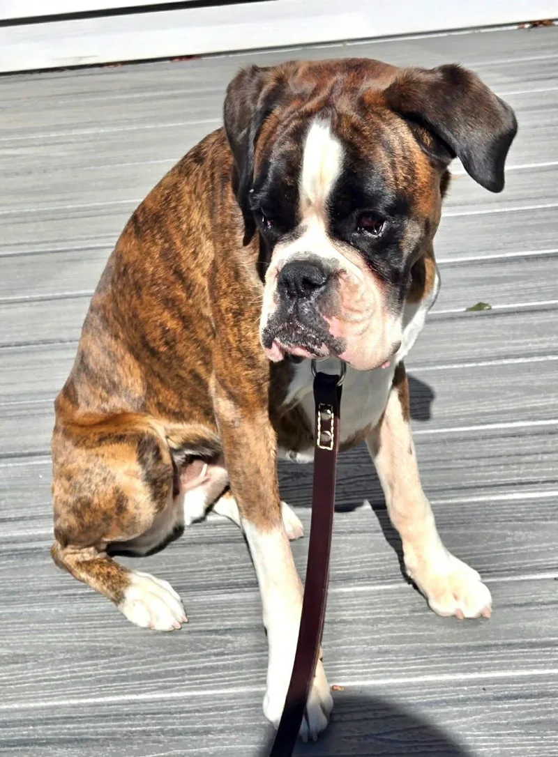 An adult large-sized female Boxer dog named Emiko for adoption in Monticello, NY