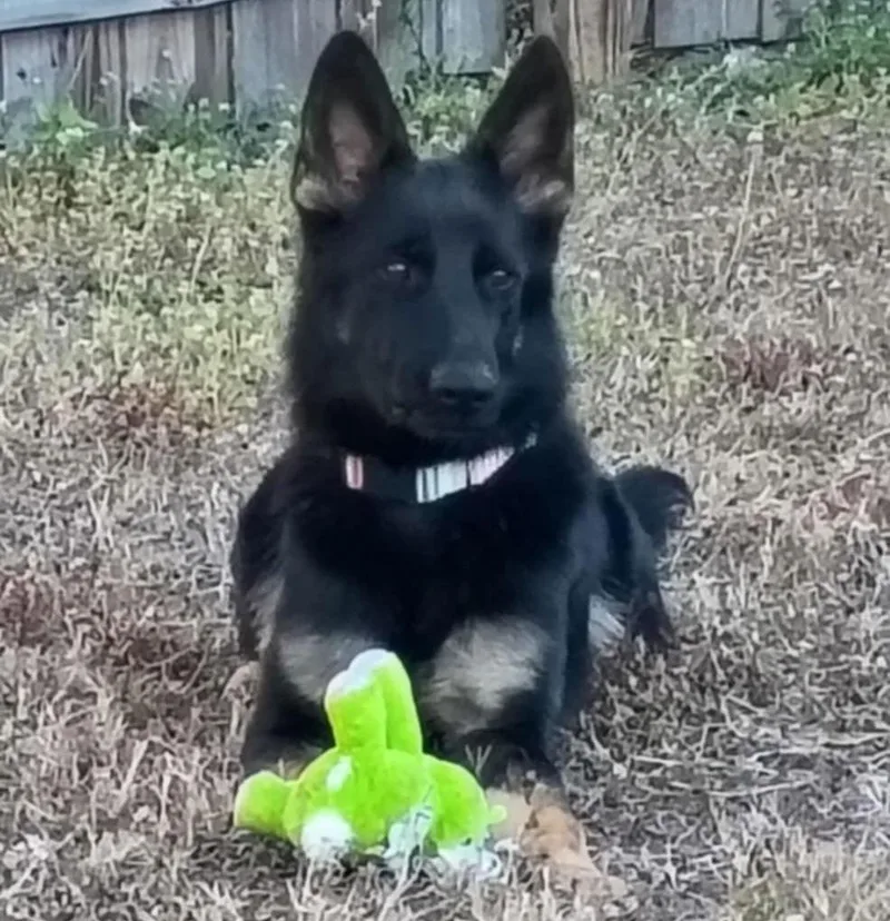 Stormie  F thumbnail 2