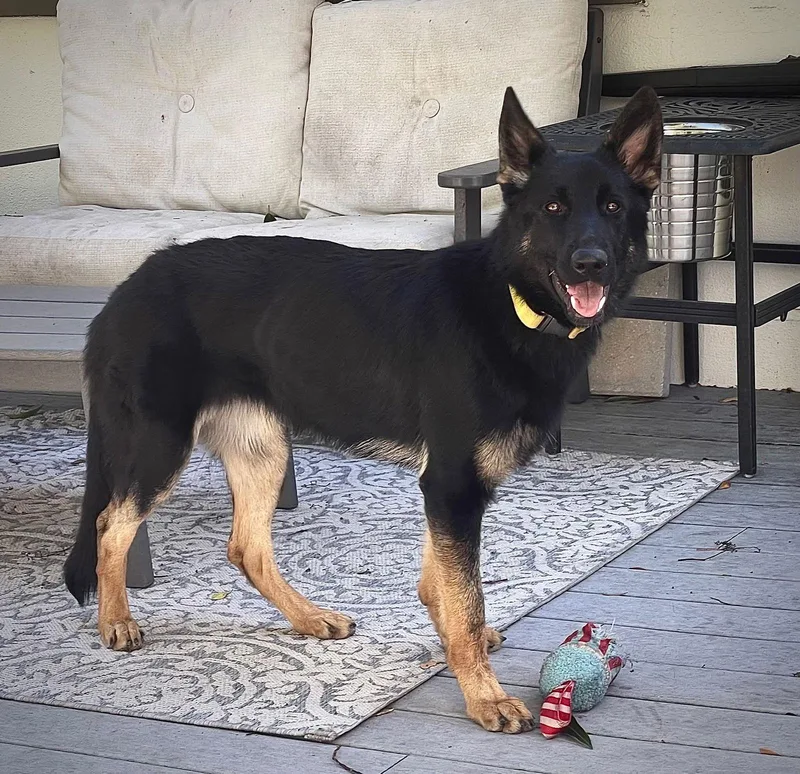 Stormie  F thumbnail 3