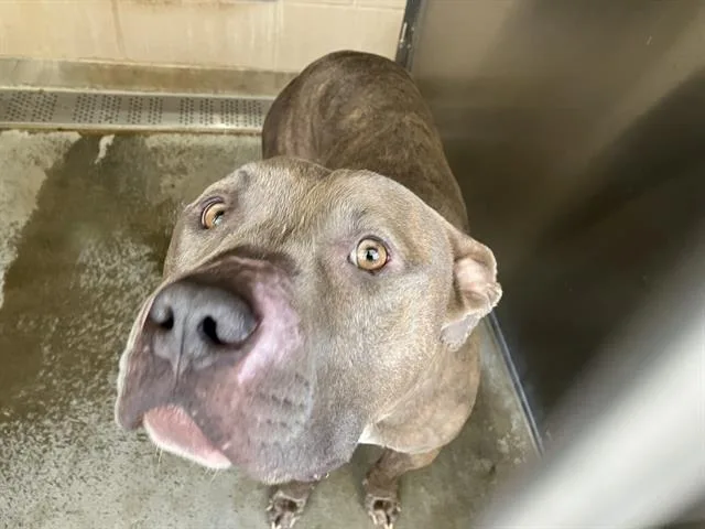 A young large-sized male Pit Bull Terrier dog named Roo for adoption in Tustin, CA