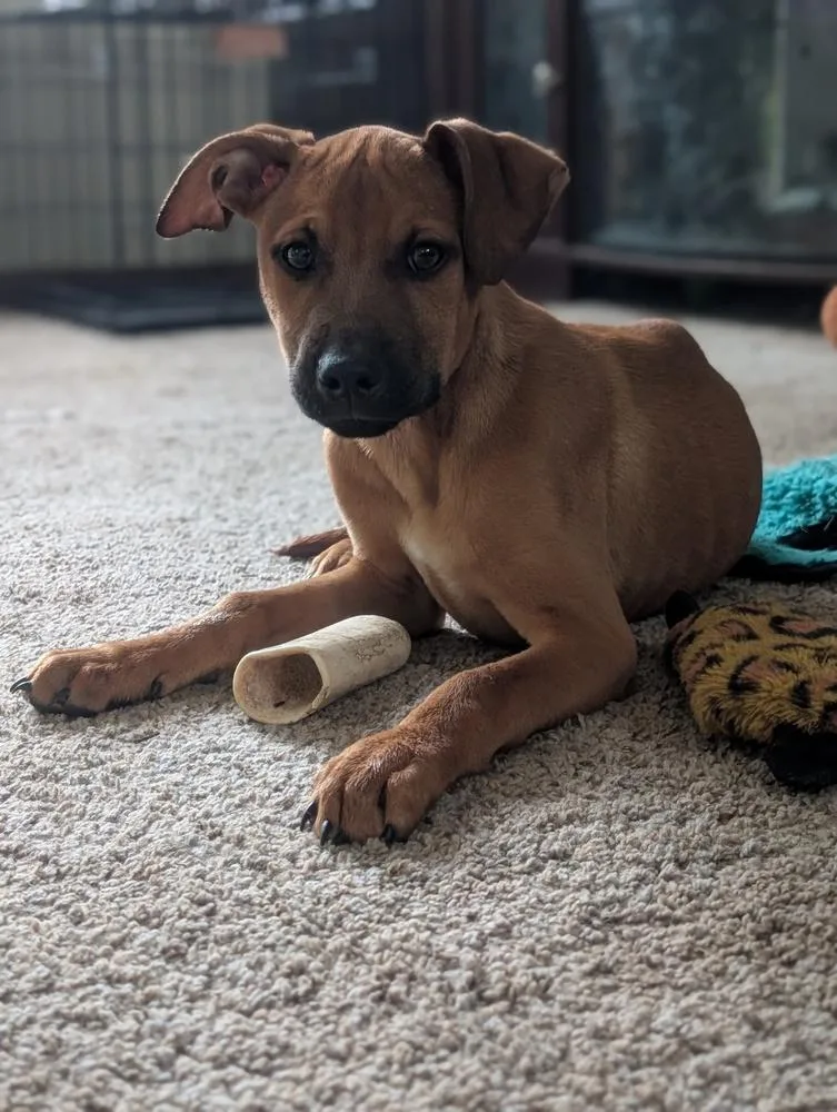 A young medium-sized male Brown / Chocolate Terrier dog named Linc Lilac for adoption in Waunakee, WI