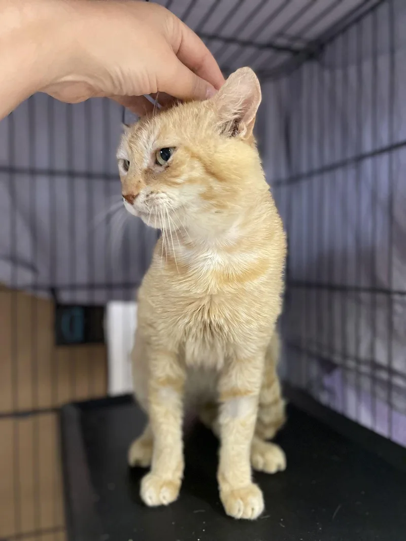 Meatball thumbnail 3