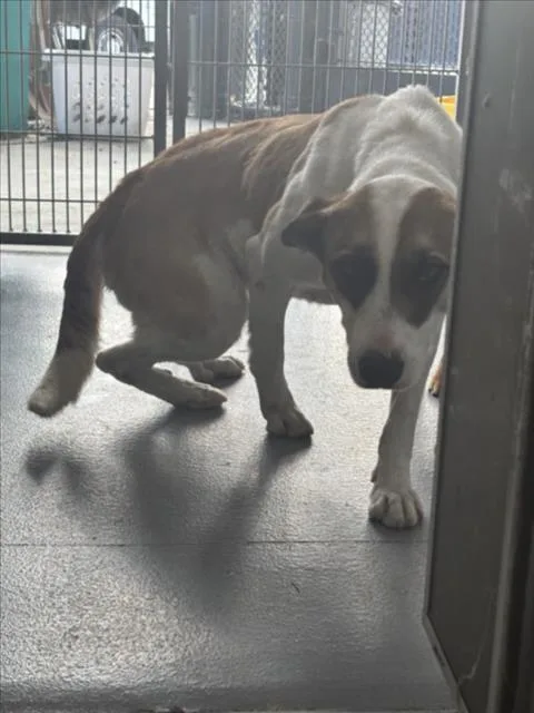 An adult large-sized female Husky dog named Dove for adoption in Tracy, CA