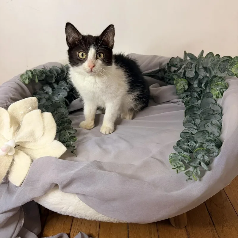 Huckleberry Pie thumbnail 2