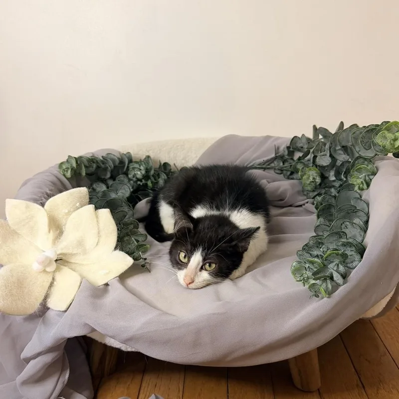 Huckleberry Pie thumbnail 4