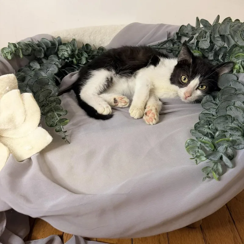 Huckleberry Pie thumbnail 5