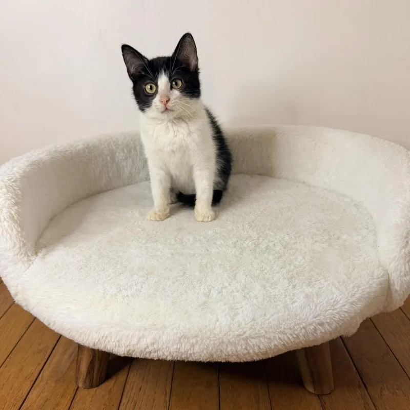 Huckleberry Pie thumbnail 6