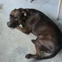 An adult large-sized male Brown / Chocolate English Bulldog dog named Max for adoption in West Palm Beach, FL