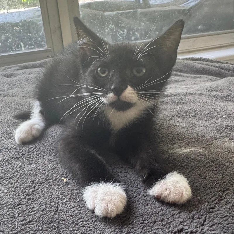 Norman And Sissy thumbnail 3