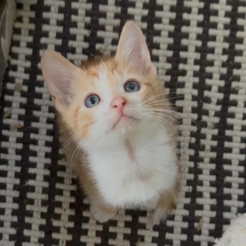 Norman And Sissy thumbnail 5