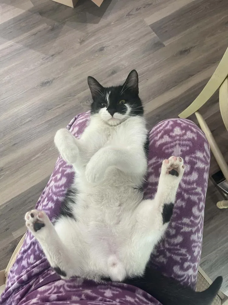 A young medium-sized male Black & White / Tuxedo Domestic Short Hair cat named Panda for adoption in Dallas, TX