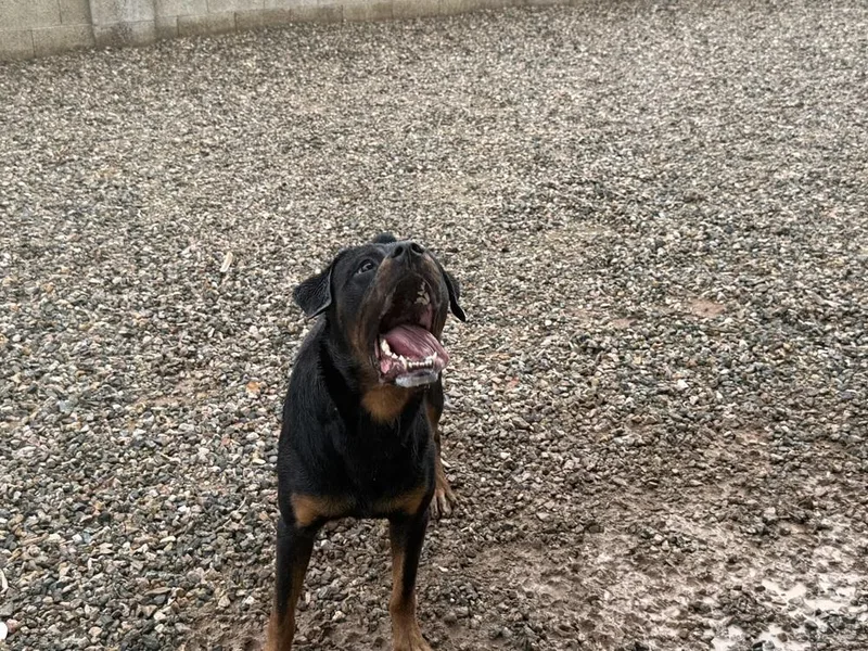 A young large-sized male Brown / Chocolate Rottweiler dog named Kaiser for adoption in Gilbert, AZ
