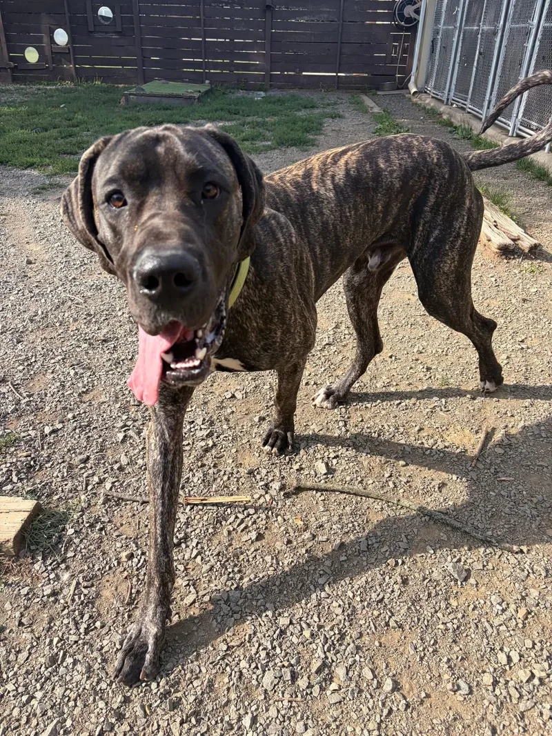 COOPER the Great Dane