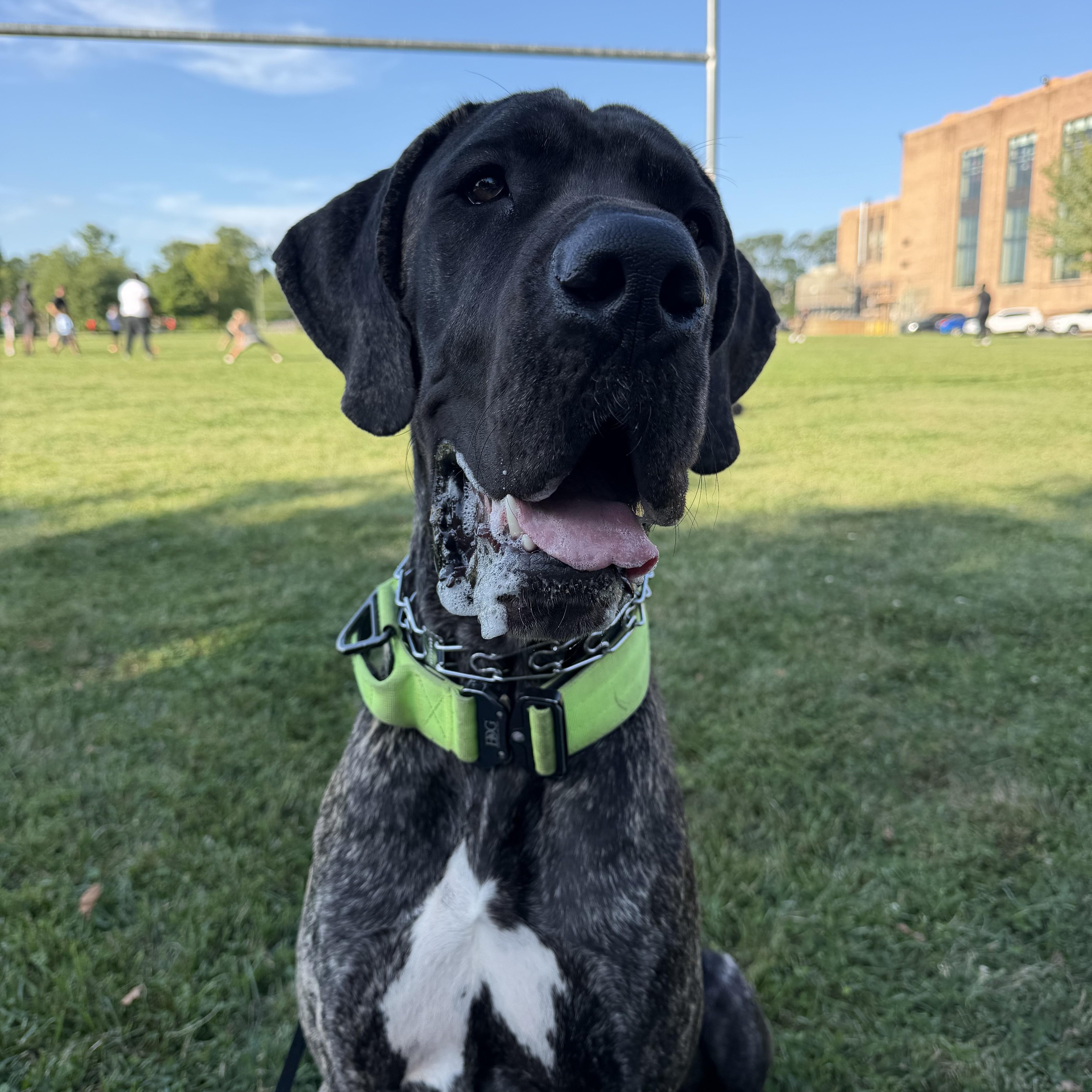 COOPER the Great Dane thumbnail 2