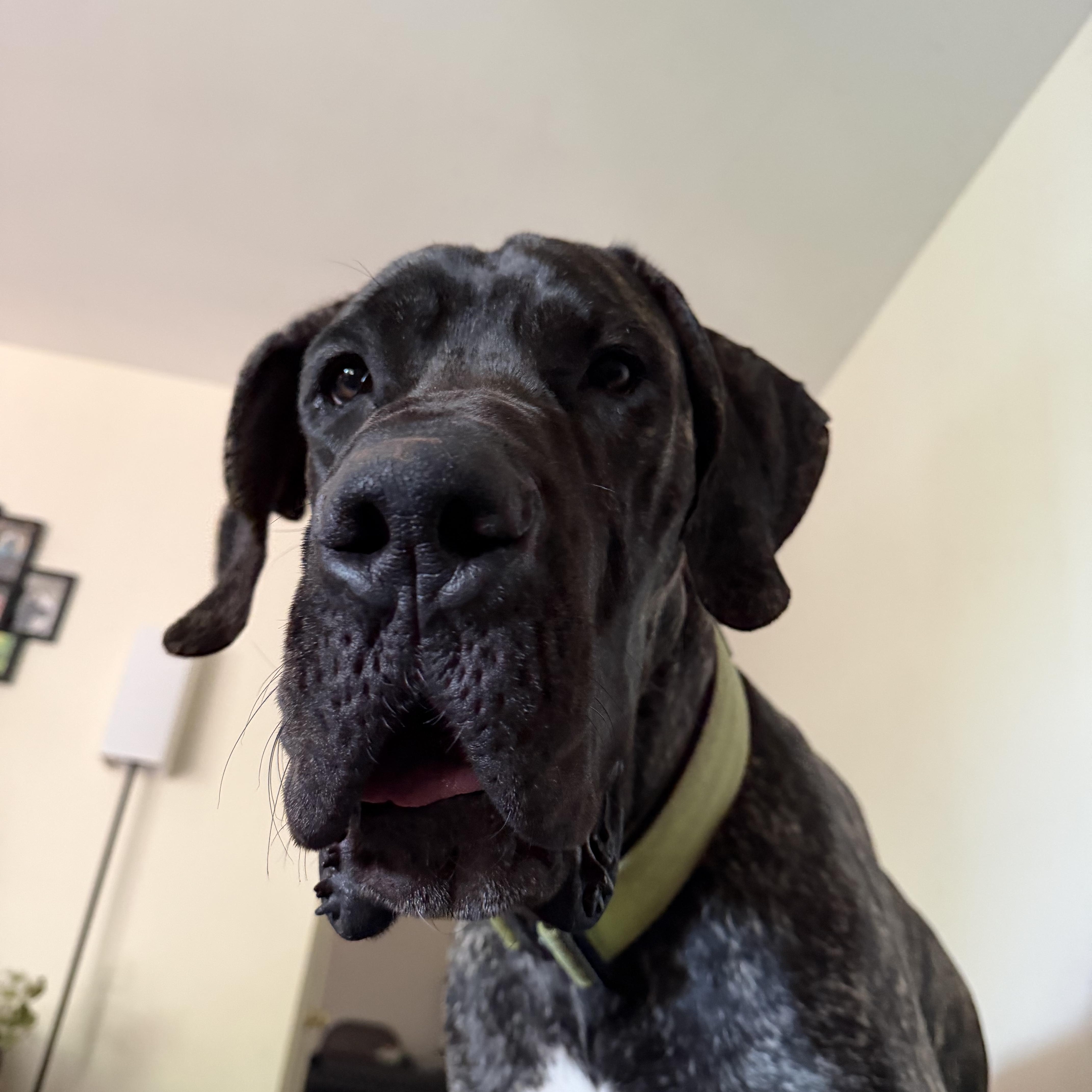 COOPER the Great Dane thumbnail 3