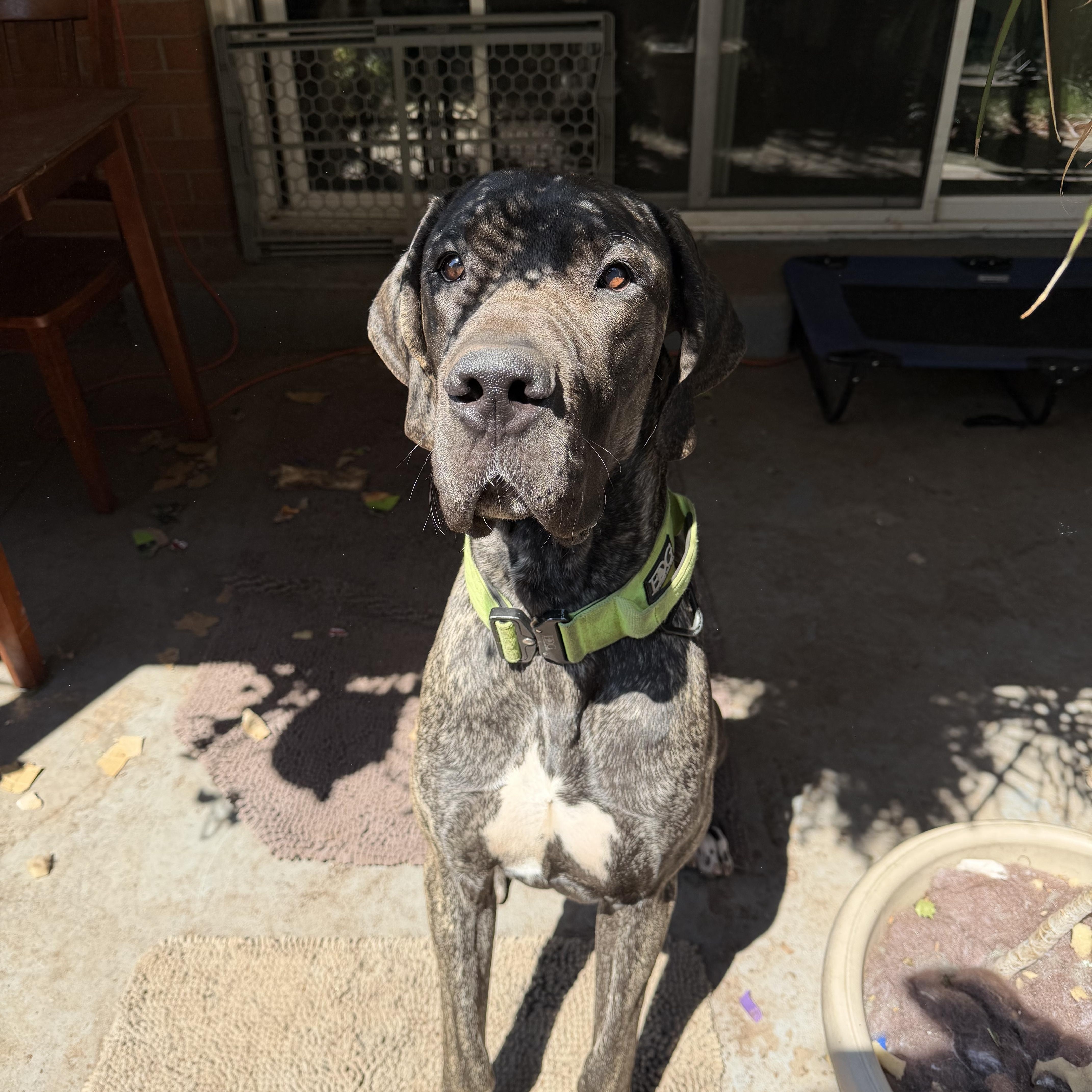 COOPER the Great Dane thumbnail 4