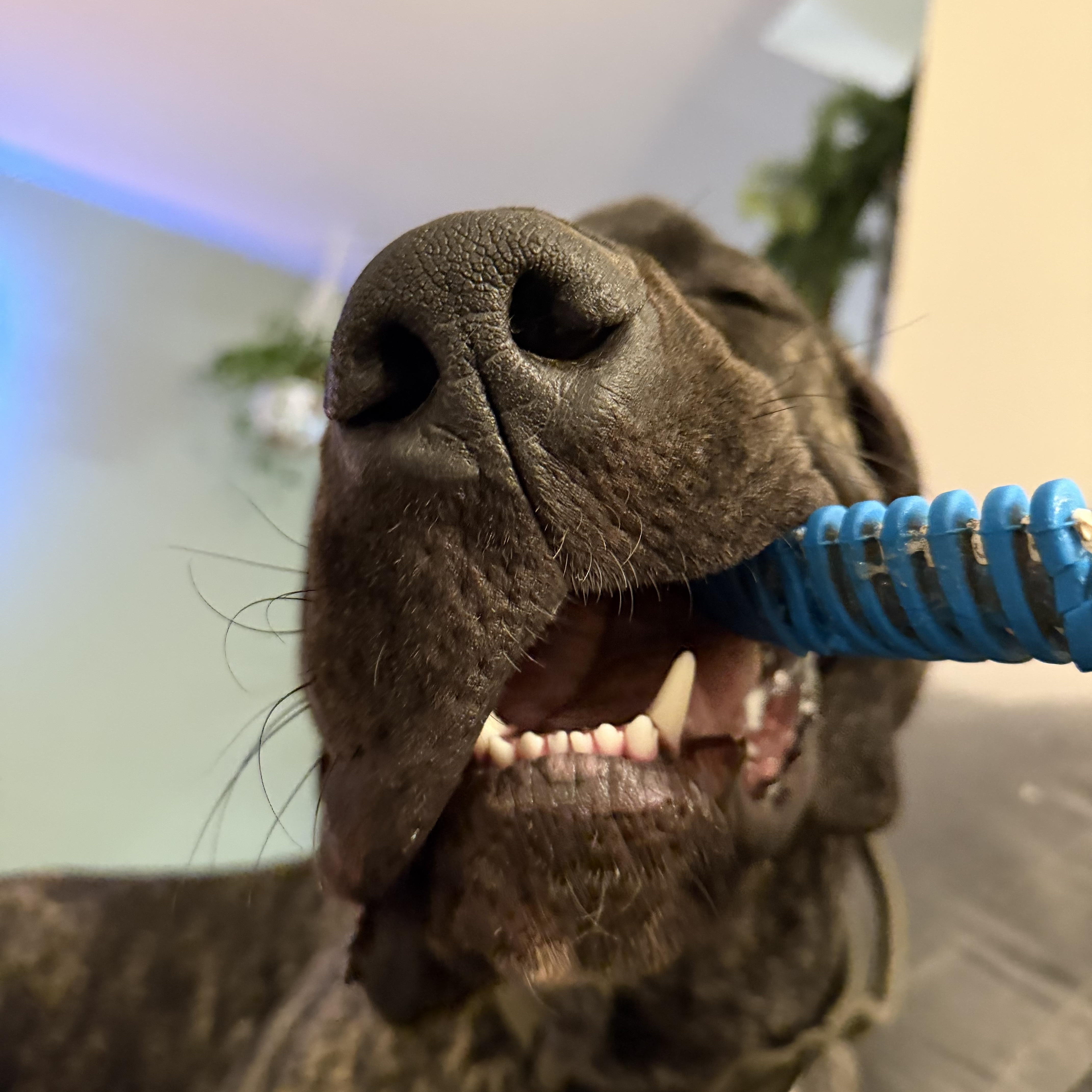 COOPER the Great Dane thumbnail 5