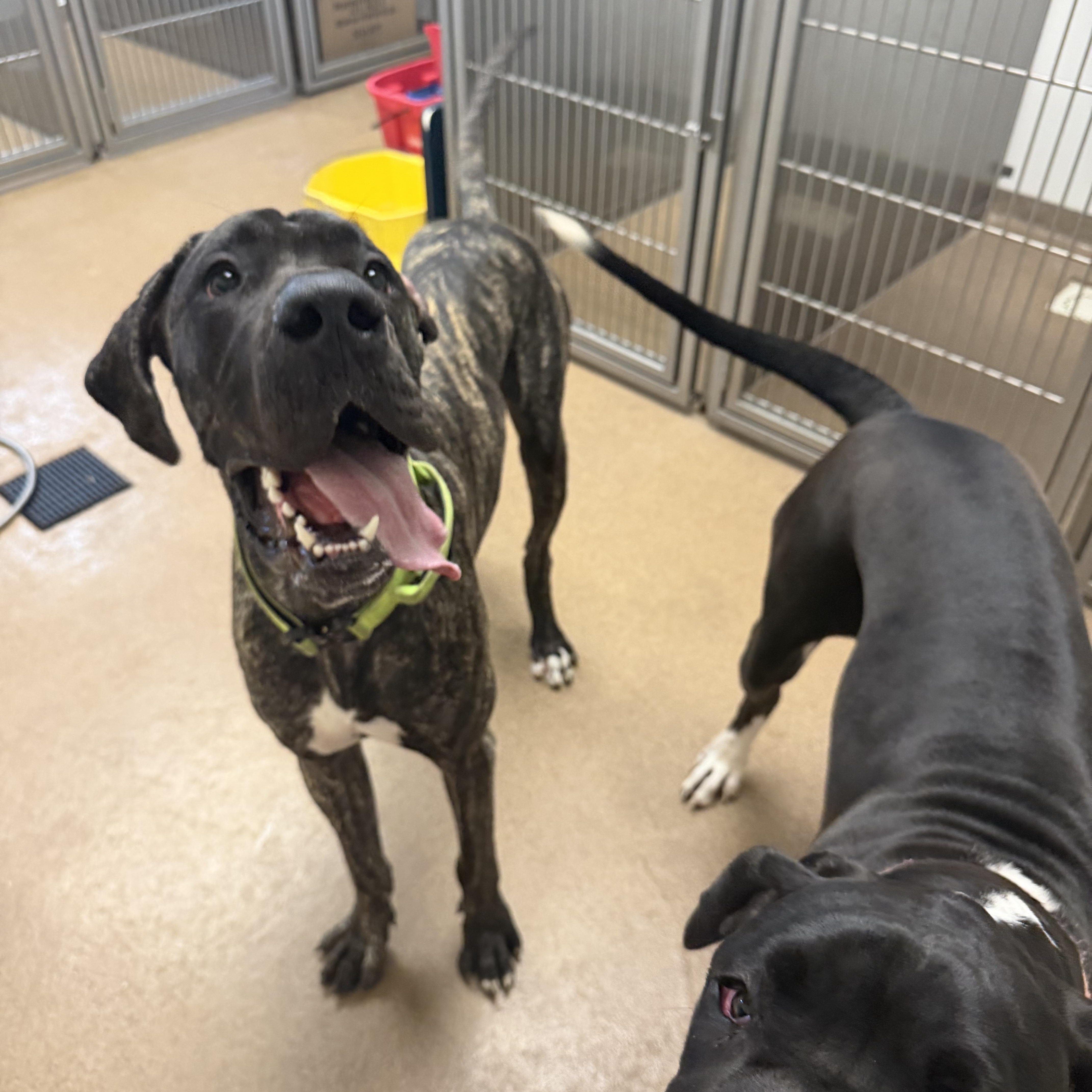 COOPER the Great Dane thumbnail 6